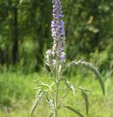 rozrazil dlouholistý <i>(Pseudolysimachion maritimum)</i> / Habitus