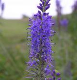 rozrazil dlouholistý <i>(Pseudolysimachion maritimum)</i> / Květ/Květenství