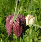 řebčík kostkovaný <i>(Fritillaria meleagris)</i> / Květ/Květenství