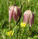 řebčík kostkovaný <i>(Fritillaria meleagris)</i> / Květ/Květenství