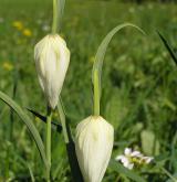řebčík kostkovaný <i>(Fritillaria meleagris)</i> / Květ/Květenství