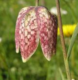 řebčík kostkovaný <i>(Fritillaria meleagris)</i> / Květ/Květenství