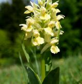 prstnatec bezový <i>(Dactylorhiza sambucina)</i> / Květ/Květenství
