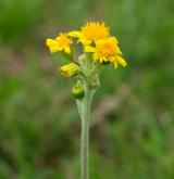 starček (pastarček) celolistý <i>(Tephroseris integrifolia)</i> / Květ/Květenství
