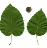 bříza Maximowiczova <i>(Betula maximowicziana)</i> / List