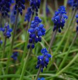 modřenec arménský <i>(Muscari armeniacum)</i> / Květ/Květenství