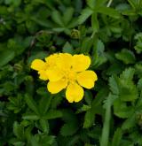 mochna plazivá <i>(Potentilla reptans)</i> / Květ/Květenství