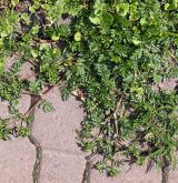 mochna poléhavá <i>(Potentilla supina)</i> / Habitus