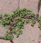 mochna poléhavá <i>(Potentilla supina)</i> / Habitus