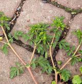 mochna poléhavá <i>(Potentilla supina)</i> / Habitus