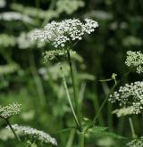 bršlice kozí noha <i>(Aegopodium podagraria)</i> / Květ/Květenství