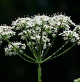 bršlice kozí noha <i>(Aegopodium podagraria)</i> / Květ/Květenství