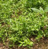 pomněnka řídkokvětá <i>(Myosotis sparsiflora)</i> / Habitus