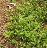 pomněnka řídkokvětá <i>(Myosotis sparsiflora)</i> / Habitus