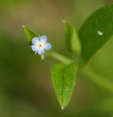 pomněnka řídkokvětá <i>(Myosotis sparsiflora)</i> / Květ/Květenství