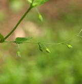 pomněnka řídkokvětá <i>(Myosotis sparsiflora)</i> / Květ/Květenství