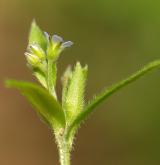 pomněnka řídkokvětá <i>(Myosotis sparsiflora)</i> / Květ/Květenství