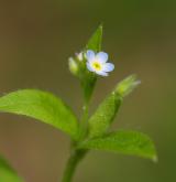 pomněnka řídkokvětá <i>(Myosotis sparsiflora)</i> / Květ/Květenství