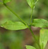pomněnka řídkokvětá <i>(Myosotis sparsiflora)</i> / List