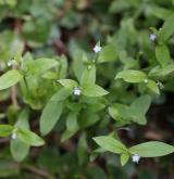 pomněnka řídkokvětá <i>(Myosotis sparsiflora)</i> / Habitus