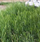 Ruderální vegetace ozimých terofytních trav <i>(Sisymbrion officinalis)</i> / Porost