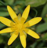 orsej jarní <i>(Ficaria verna)</i>