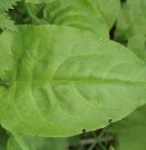 plícník tmavý <i>(Pulmonaria obscura)</i> / List