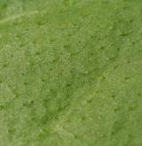 plícník tmavý <i>(Pulmonaria obscura)</i> / List