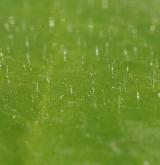 plícník tmavý <i>(Pulmonaria obscura)</i> / List