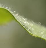 plícník tmavý <i>(Pulmonaria obscura)</i> / List