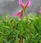 jetel alpský <i>(Trifolium alpinum)</i> / Květ/Květenství