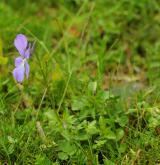 violka rohatá <i>(Viola cornuta)</i> / Habitus