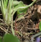 violka vonná <i>(Viola odorata)</i> / List