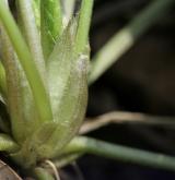 violka vonná <i>(Viola odorata)</i> / List