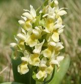 prstnatec bezový <i>(Dactylorhiza sambucina)</i> / Květ/Květenství