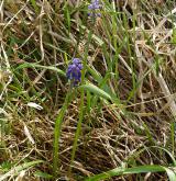 modřenec širolistý <i>(Muscari botryoides)</i> / Habitus