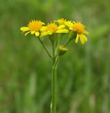 starček (pastarček) celolistý <i>(Tephroseris integrifolia)</i> / Květ/Květenství
