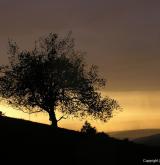 vrba lýkovcová <i>(Salix daphnoides)</i> / Habitus