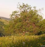 vrba lýkovcová <i>(Salix daphnoides)</i> / Habitus