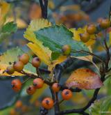 jeřáb český <i>(Sorbus bohemica)</i> / Plod