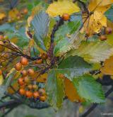 jeřáb český <i>(Sorbus bohemica)</i> / Plod