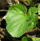 violka vonná <i>(Viola odorata)</i> / List