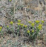 pryšec sivý <i>(Euphorbia seguieriana)</i> / Habitus