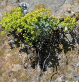 pryšec sivý <i>(Euphorbia seguieriana)</i> / Habitus