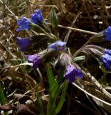 plícník úzkolistý <i>(Pulmonaria angustifolia)</i> / Květ/Květenství