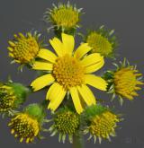 starček (pastarček) celolistý <i>(Tephroseris integrifolia)</i> / Květ/Květenství