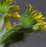 starček (pastarček) celolistý <i>(Tephroseris integrifolia)</i> / Květ/Květenství