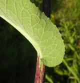 oman pravý <i>(Inula helenium)</i> / List