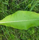 oman pravý <i>(Inula helenium)</i> / List