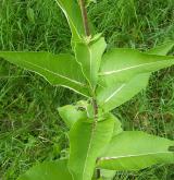 oman pravý <i>(Inula helenium)</i> / List